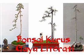 Bonsai Asem Jawa Batang Lurus Besar