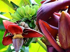 Gambar Jantung Pisang Tanduk