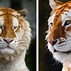 Golden Tiger Adalah