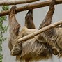 Sloth Adalh 4 Huruf Artinya